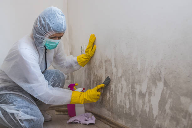 Home Mold Removal in Robertsdale, AL
