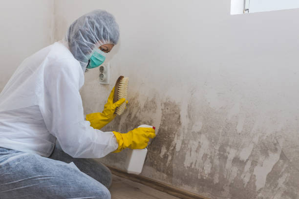 Best Same-Day Mold Removal  in Robertsde, AL