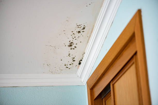 Best Black Mold Removal  in Robertsde, AL