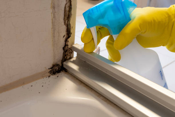 Best Mold Damage Repair  in Robertsde, AL