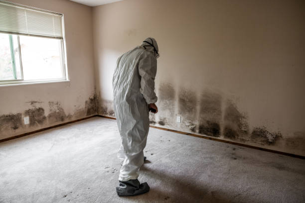 Mold Removal Process in Robertsdale, AL