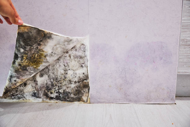 Best Professional Mold Removal  in Robertsde, AL